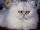 Pure Bred White Persian Domestic Cat Posters by Lynn M. Stone