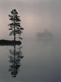 Lone Scots Pine, in Mist on Edge of Lake, Strathspey, Highland, Scotland, UK Prints by Pete Cairns