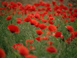 Poppy Field (Papaver Rhoeas), Germany, Europe Prints by Jurgen Freund