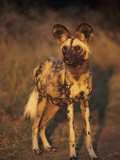 Arican Wild Dog Portrait (Lycaon Pictus) De Wildt, S. Africa Prints by Tony Heald