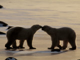 Polar Bears Sniffing / Greeting Each Other, Churchill, Canada Prints by Staffan Widstrand
