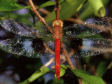 Dragonfly in Ankarana Reserve, Madagascar Posters by Pete Oxford