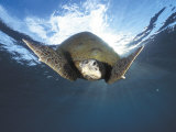 Green Turtle Swimming, Sulu-Sulawesi Seas, Indo Pacific Ocean Photo by Jurgen Freund