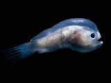 Deep Sea Anglerfish Male Photo by David Shale