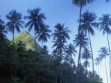 Palm Trees with Petit Piton Peak Behind, St. Lucia, West Indies Posters by Jeremy Walker