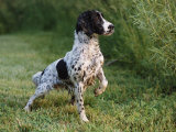 English Springer Spaniel, Wet and Alert, USA Posters by Lynn M. Stone