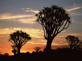 Quiver Tree Silhouetted at Dawn Quiver Tree Forest, Namibia Poster by Tony Heald