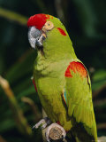 Red Fronted Macaw Portrait Photo by Lynn M. Stone