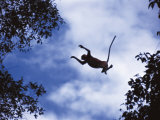 Proboscis Monkey Leaping from Tree, Borneo, Indonesia Prints by Jurgen Freund