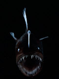 Deep Sea Anglerfish, Female with Lure Projecting from Head to Attract Prey, Atlantic Ocean Posters by David Shale