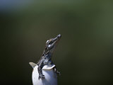 Nile Crocodile Hatching from Egg, Kenya Photographic Print by Anup Shah