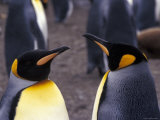Two King Penguins Face to Face, (Aptenodytes Patagoni) South Georgia Photo by Lynn M. Stone