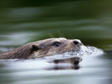 Niall Benvie - European River Otter Swimming, Otterpark Aqualutra, Leeuwarden, Netherlands Plakát Niall Benvie - European River Otter Swimming, Otterpark Aqualutra, Leeuwarden, Netherlands Plakát