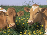 Pair of Guernsey Cows (Bos Taurus) Wisconsin, USA Posters par Lynn M. Stone