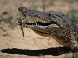 Nile Crocodile Holding Newly Hatched Young in Mouth, Kenya Photographic Print by Anup Shah
