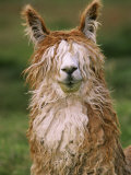 Alpaca Portrait, Altiplano, Bolivia Poster van Pete Oxford