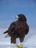 Galapagos Hawk, Espanola/Hood Is, Galapagos Islands, Ecuador Poster von Pete Oxford
