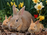 Palamino Rabbits, Mother and Babies, Amongst Daffodils Posters par Lynn M. Stone