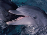 Bottlenose Dolphin (Tursiops Truncatus) Red Sea, Egypt Print by Jeff Rotman