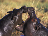 Hippopotamus Play Fighting, Moremi Nr, Botswana Posters par Tony Heald