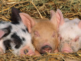 Lynn M. Stone - Piglets Sleeping, USA Obrazy Lynn M. Stone - Piglets Sleeping, USA Obrazy