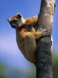 Golden Crowned Sifaka (Propithecus Tattersalli) Madagascar Posters by Pete Oxford