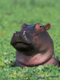 Hippopotamus Surrounded by Water Lettuce, Kruger National Park, South Africa Plakater af Tony Heald