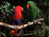 Eclectus Parrots: Male (Right) and Female (Left) Posters par Lynn M. Stone