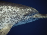 Head Profile of Atlantic Spotted Dolphin, Gulf of Mexico Posters af Todd Pusser Head Profile of Atlantic Spotted Dolphin, Gulf of Mexico Posters af Todd Pusser