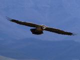 Lammergeier / Bearded Vulture Flying, Juvenile Giants Castle S Africa Posters by Tony Heald