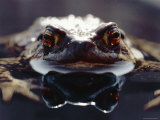 Common European Toad Female Portrait (Bufo Bufo) in Water, England Posters by Chris Packham