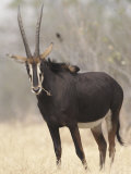 Sable Antelope, Chobe, Botswana Poster von Tony Heald