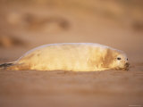 Grey Seal Pup, East Coast, UK Posters by Niall Benvie