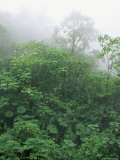 Tropical Rainforest Canopy in Mist, Braulio Carrillo National Park, Costa Rica Posters by Juan Manuel Borrero
