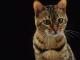 Domestic Cat, Female Brown Spotted Bengal Prints by Jane Burton Domestic Cat, Female Brown Spotted Bengal Prints by Jane Burton