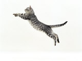 Domestic Cat, 5-Month Silver Spotted Shorthair Male, Jumping at Full Stretch, Back Hollow Prints by Jane Burton Domestic Cat, 5-Month Silver Spotted Shorthair Male, Jumping at Full Stretch, Back Hollow Prints by Jane Burton