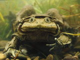 Giant Titicaca Lake Frog, Lake Titicaca, Bolivia / Peru Prints by Peter Oxford
