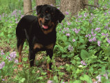 Rottweiler Dog in Woodland, USA Affiches par Lynn M. Stone