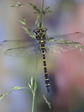 Golden-Ringed Dragonfly (Cordulegaster Boltonii) UK Prints by Kim Taylor