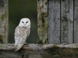 Barn Owl, in Old Farm Building Window, Scotland, UK Cairngorms National Park Photo by Pete Cairns