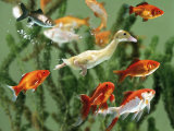 Duckling Swims Underwater Among Goldfish Posters af Jane Burton Duckling Swims Underwater Among Goldfish Posters af Jane Burton