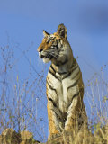 Tiger, Viewed from Below, Bandhavgarh National Park, India Prints by Tony Heald
