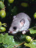 Fat / Edible Dormouse (Glis Glis) Europe Posters por Reinhard Fat / Edible Dormouse (Glis Glis) Europe Posters por Reinhard