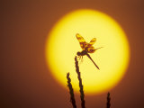 Haloween Pennant Dragonfly, Silhouette at Sunrise, Welder Wildlife Refuge, Sinton, Texas, USA Poster by Rolf Nussbaumer