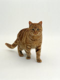Domestic Cat, Red Tabby Male Posters by Jane Burton