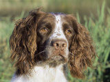 English Springer Spaniel Dog, USA Print by Lynn M. Stone