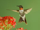 Ruby Throated Hummingbird,Male Feeding on Kalanchoe Flower, New Braunfels, Texas, USA Print by Rolf Nussbaumer