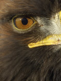 Golden Eagle (Aquila Chrysaetos) Close up of Eye, Cairngorms National Park, Scotland, UK Affiche par Pete Cairns