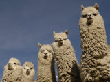 Pete Oxford - Alpacas, Andes, Ecuador Obrazy