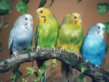 Four Budgerigars (Melopsittacus Undulatus) Affiche par Reinhard 